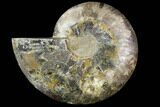Agatized Ammonite Fossil (Half) - Agatized #91194-1